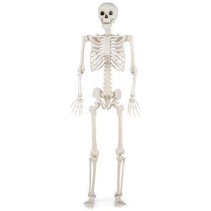 5.4 FT Halloween Skeleton Decoration Life Size Large Skeleton